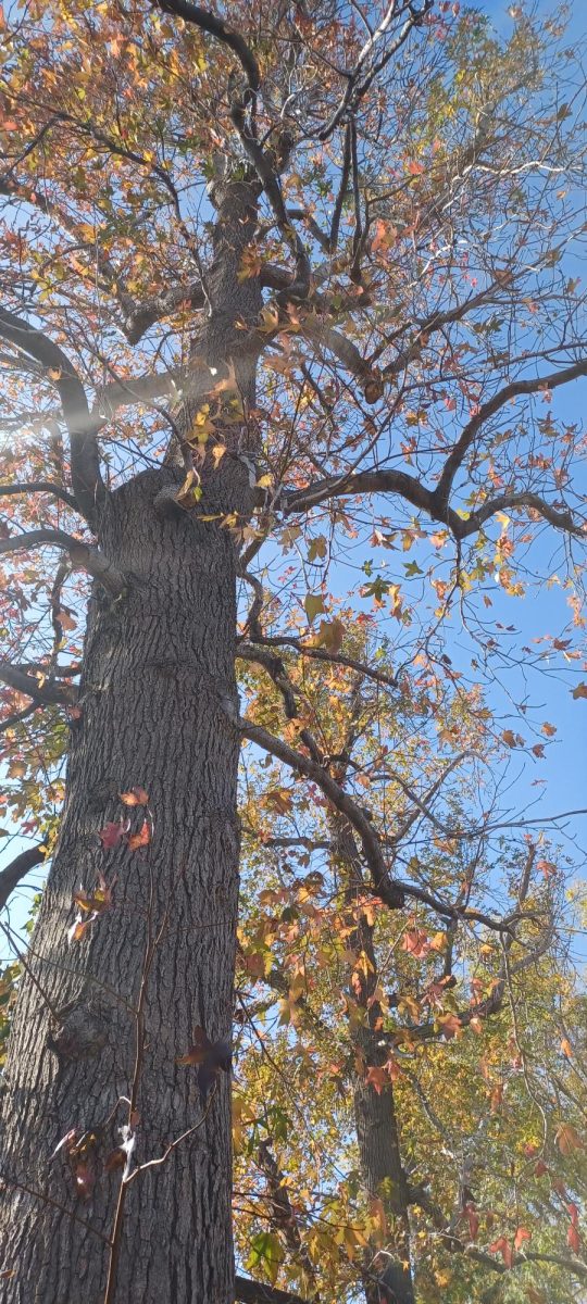 H-Building Oak Tree # 1 (Dec 4, 2024)
In only thirteen days, this oak tree shed a substantial amount of leaves.