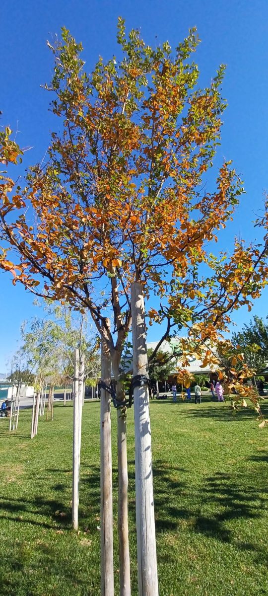  Quad -Tree # 1 (Nov 21, 2024)
The leaves of this sapling have turned an intense orange, leaving only a handful of green leaves.