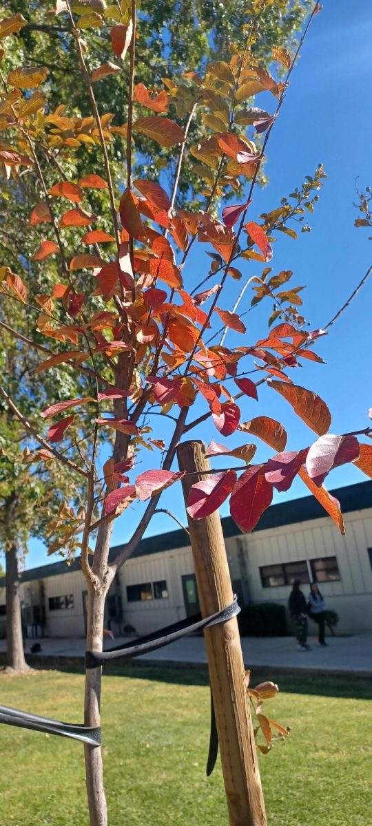 H-Building Red Sapling (Nov 21, 2024)   
This Sapling has mostly red leaves and a handful of leaves that are green.        