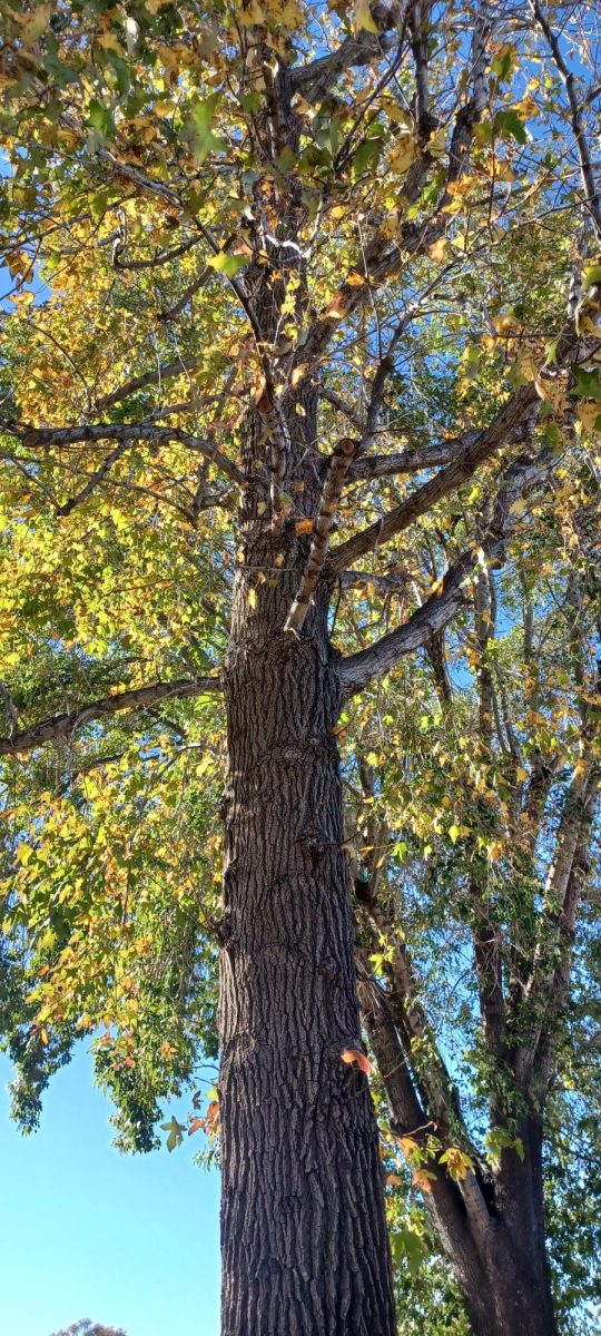  H-Building Oak Tree # 1  (Nov 21, 2024)
The oak tree's leaves retain vivid green, with streaks orange.  