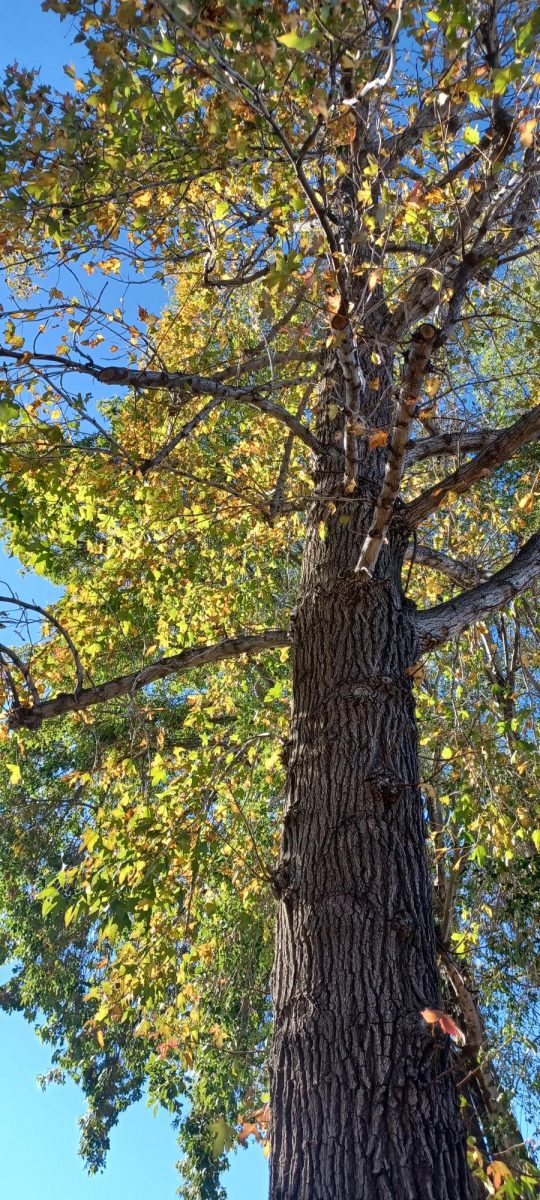 H-Building Oak Tree # 2   (Nov 21, 2024)
The barren branches on the tree of indicate that it is commencing to lose its leaves. 
