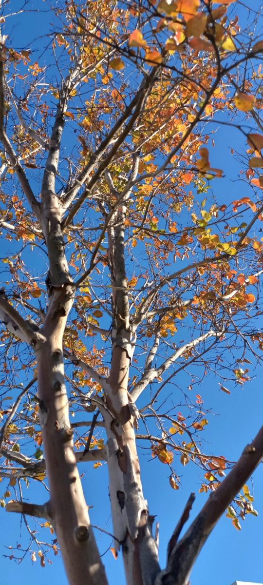  Quad -Tree # 1 (Nov 21, 2024) The leaves of this sapling have turned an intense orange, leaving only a handful of green leaves.