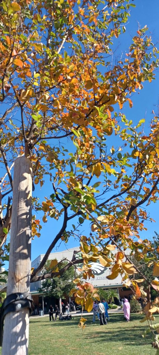 Quad -Tree # 1 (Nov 21, 2024)
The leaves of this sapling have turned an intense orange, leaving only a handful of green leaves