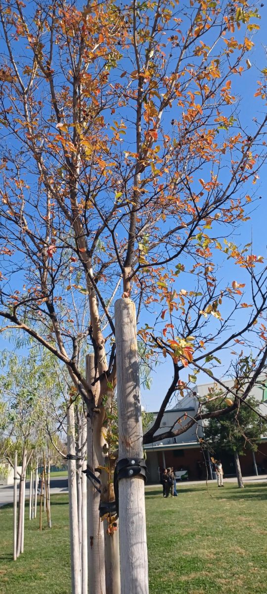 Quad Tree # 1 (Dec 4, 2024)
This sapling still displays a bright orange hue, it has fewer leaves now.