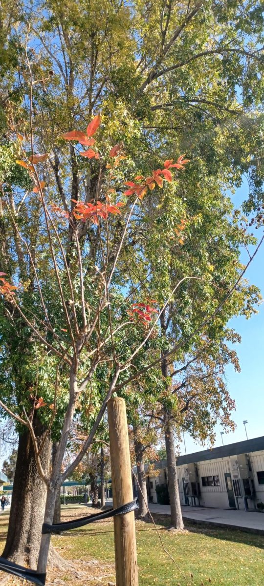  H-Building Red Sapling (Dec 4, 2024)
The sapling was rendered barren, only having a few leaves striving to remain.
