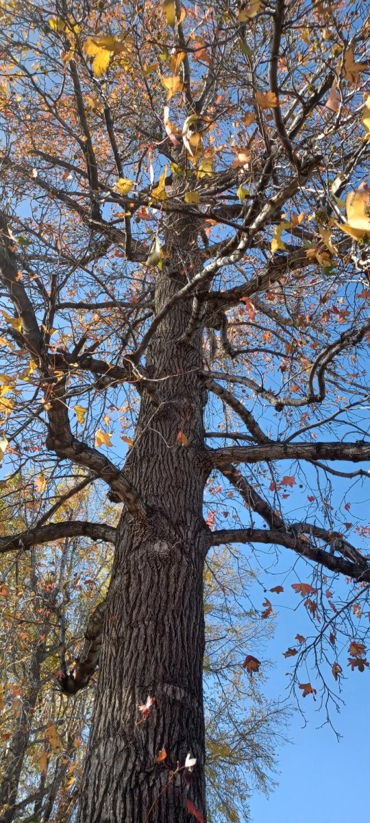 H-Building Oak Tree # 2 (Dec4, 2024)
The following oak tree has similarly lost its leaves, resulting in only the upper branches.