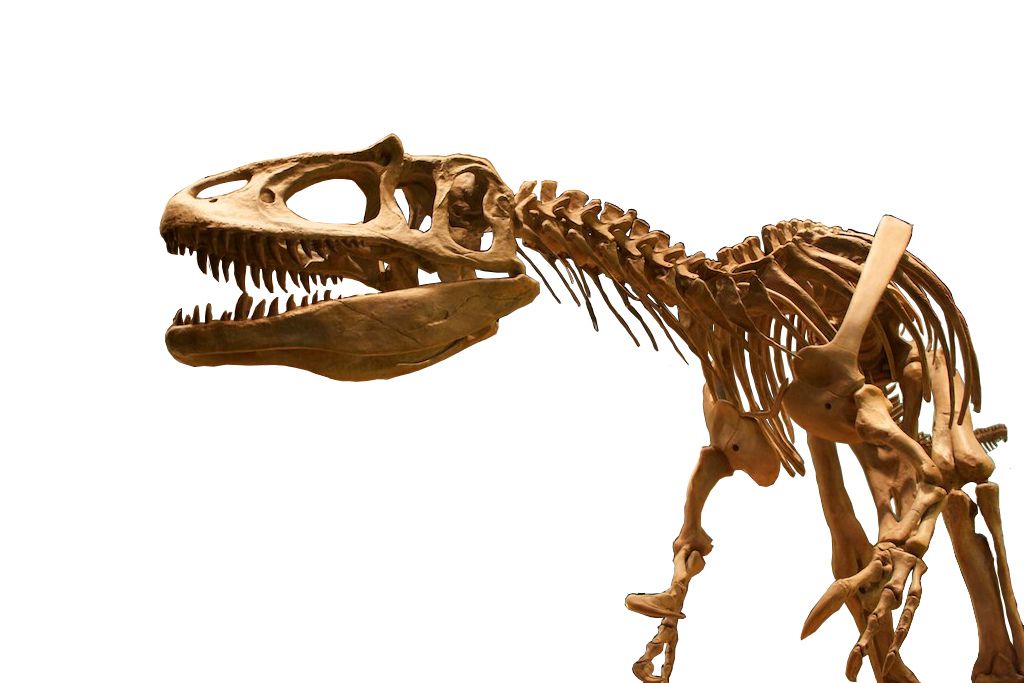 Saurophaganax chimerism