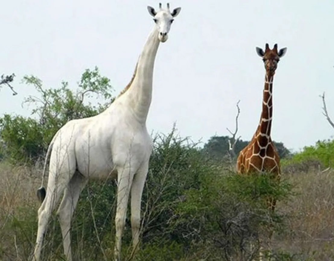Tragic Loss of White Giraffes
