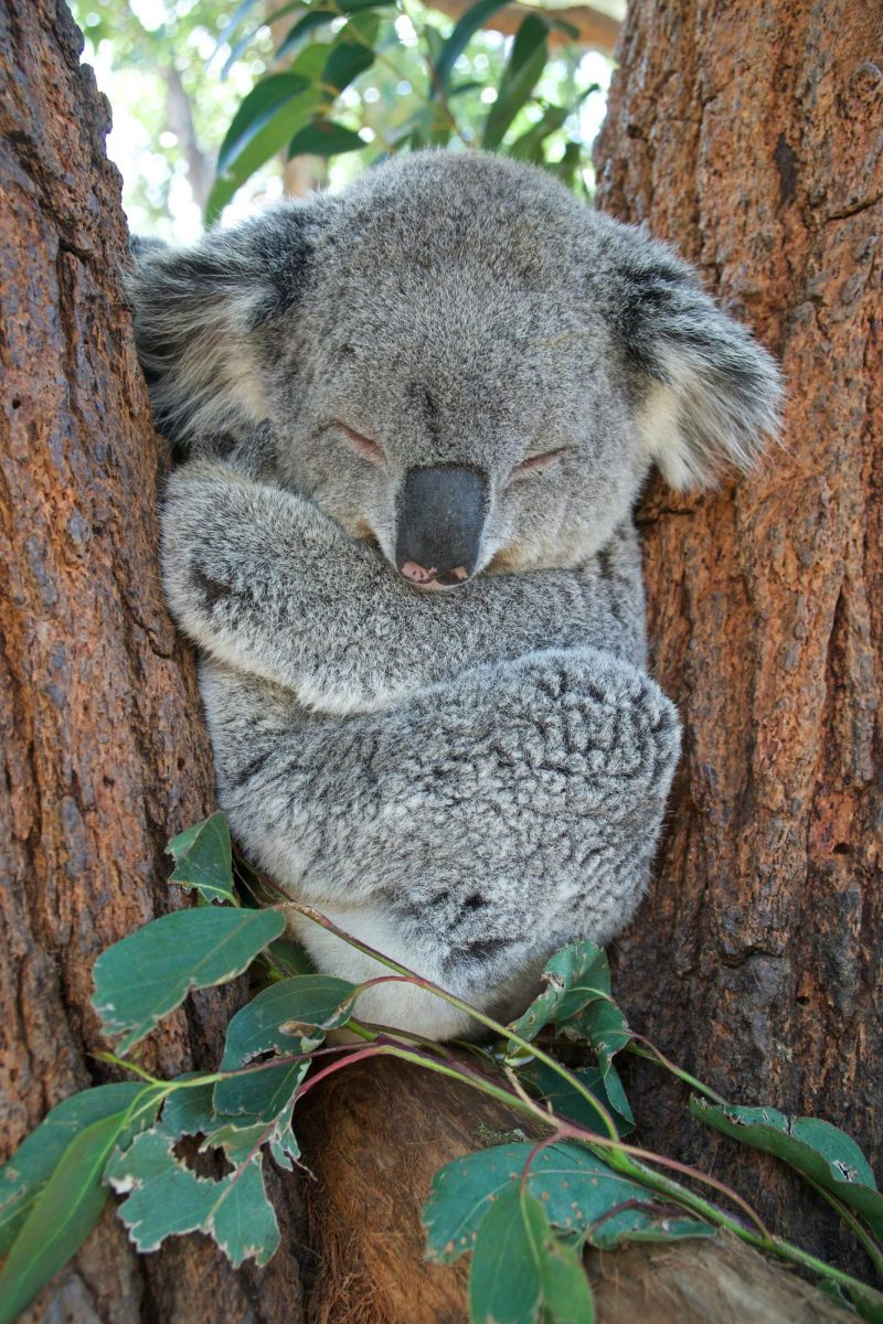 A sleeping koala in the middle of their 20-hour sleep cycle.
- Photo by Gary Runn
